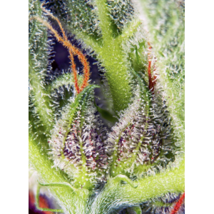 Cream Mandarine XL Auto. Photo 2
